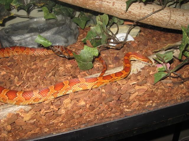 snake016.jpg
