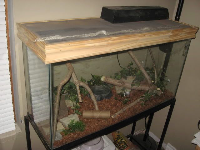 snake019.jpg