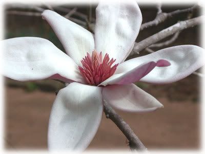 Magnolia-soulangeana-lg.jpg