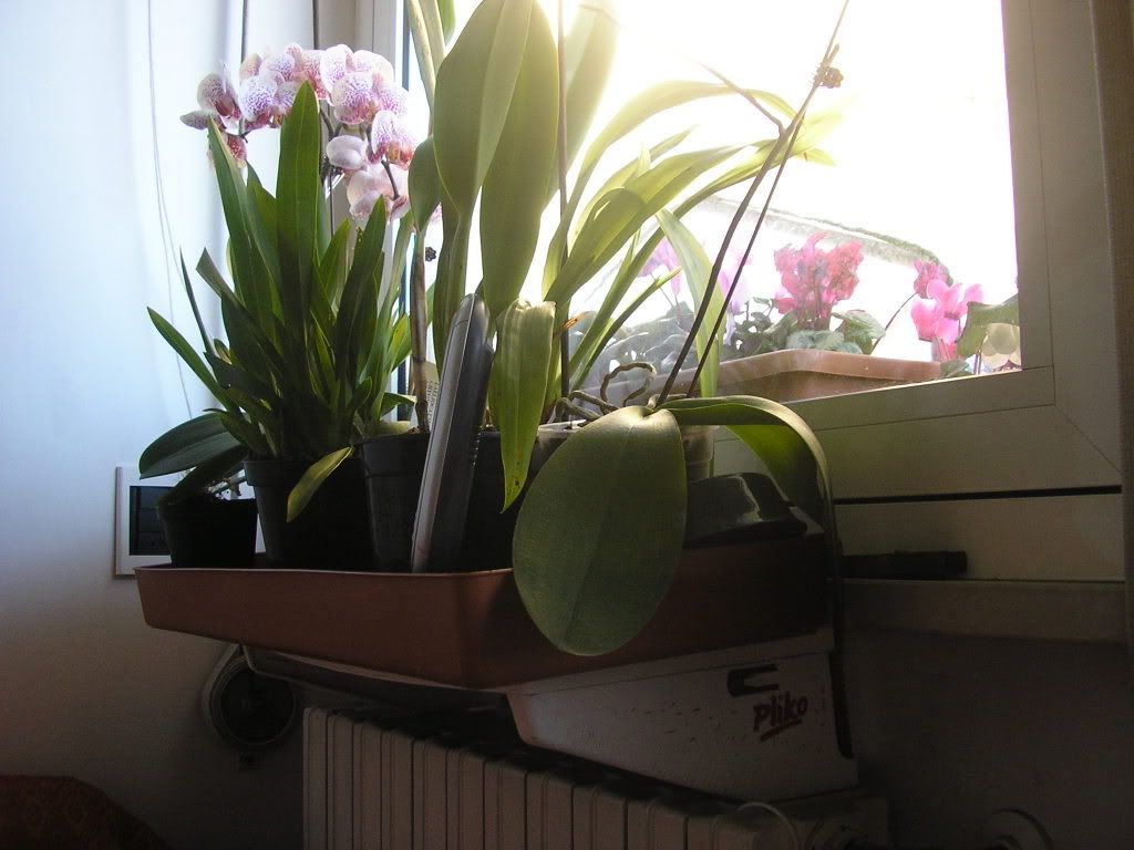 P2180151.jpg