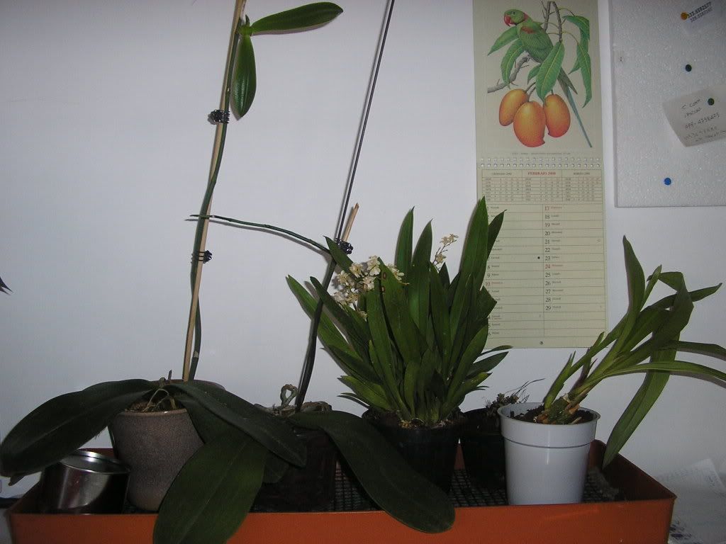 orkifeb08.jpg