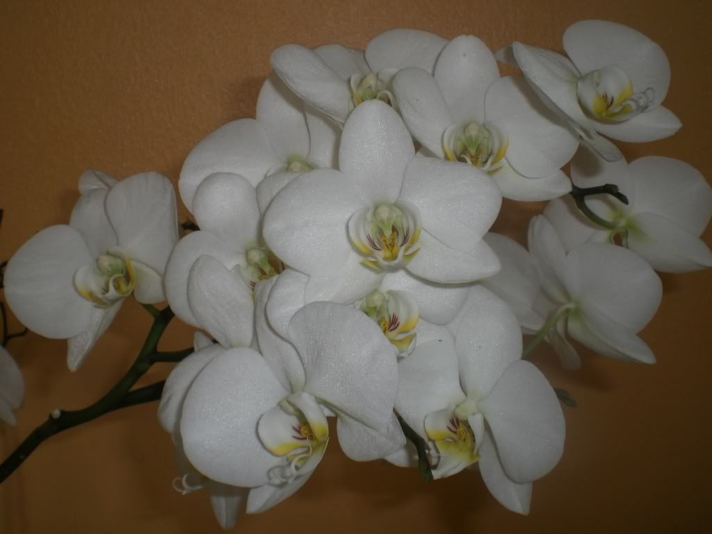 white orchids