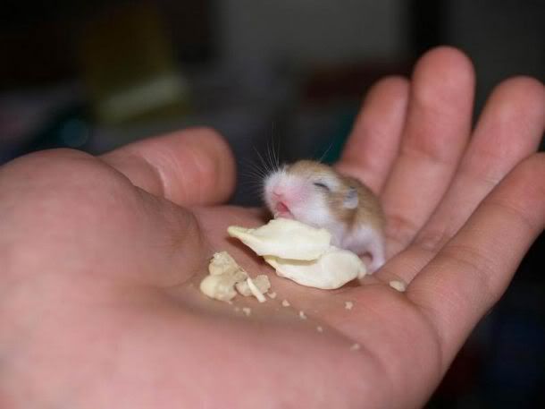 Om nom nom Pictures, Images and Photos