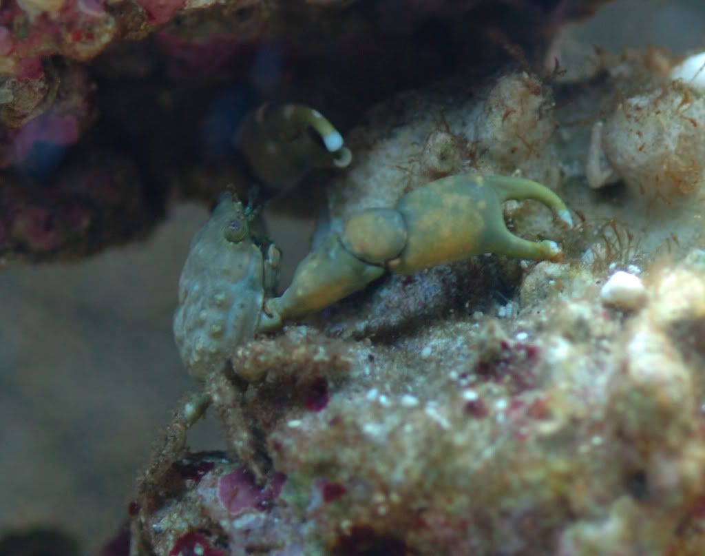 Green Emerald Crab