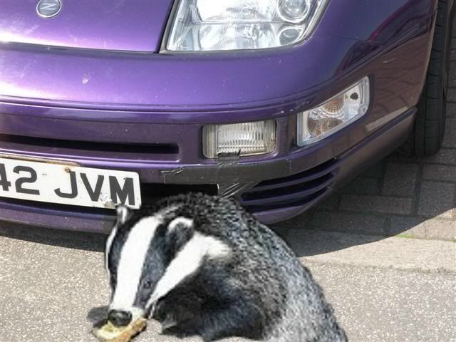 badger.jpg