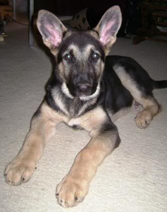 do german shepherds have webbed feet