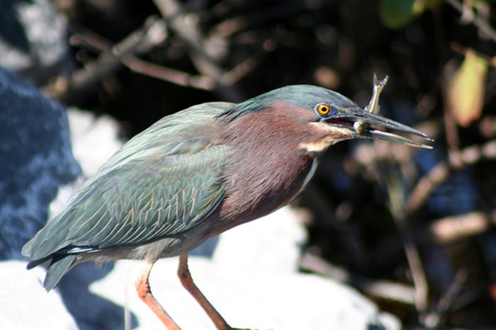 green-heron.jpg