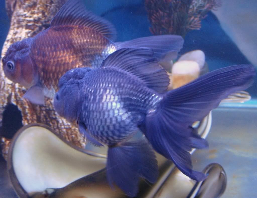 blue goldfish ile ilgili görsel sonucu