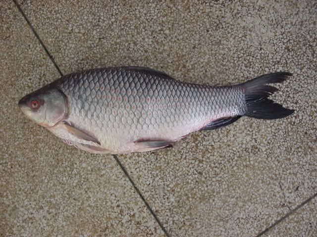 Fish Rui