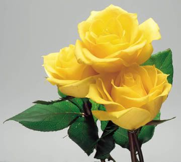 Yellow Roses Pictures, Images and Photos
