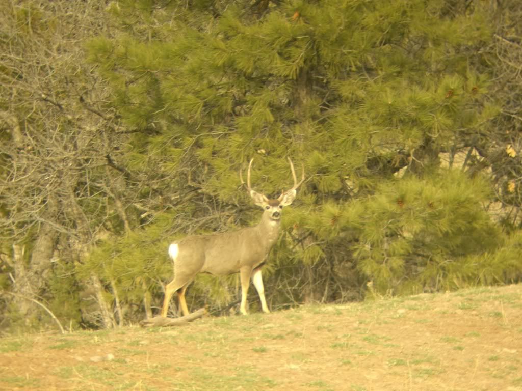 shedhuntin09008.jpg