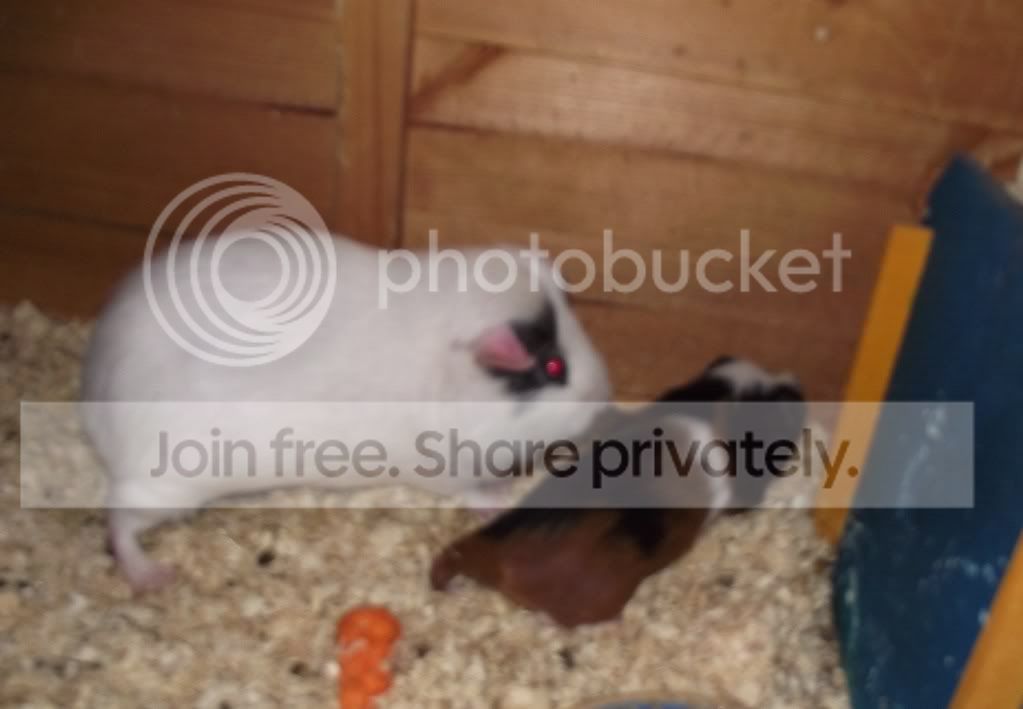 DSCF1159.jpg