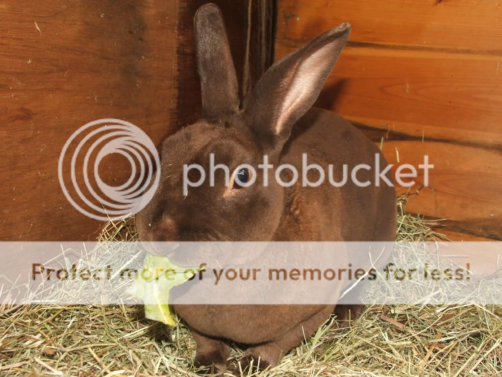 my mini rex rabbits | Reptile Forums