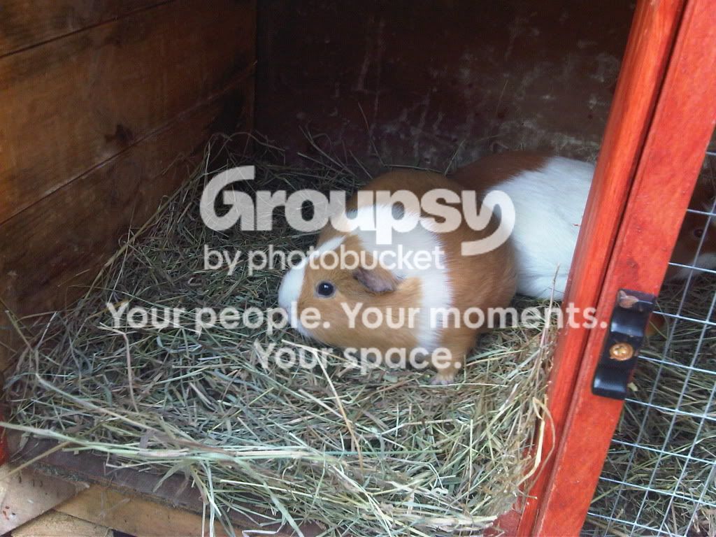 IMG00792-20110403-0905.jpg