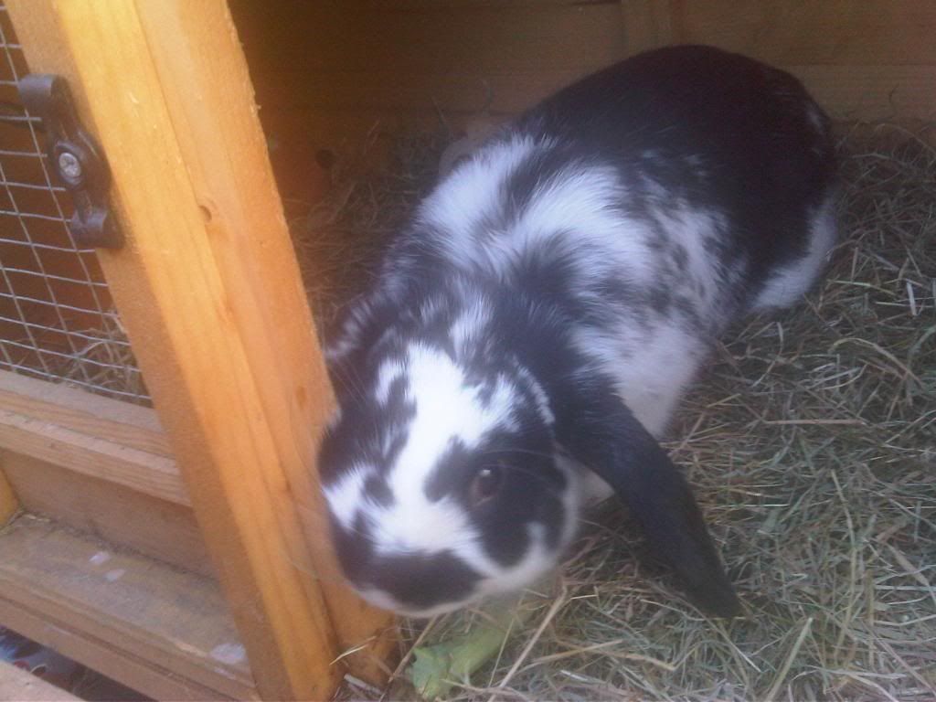 IMG01028-20110408-1741.jpg