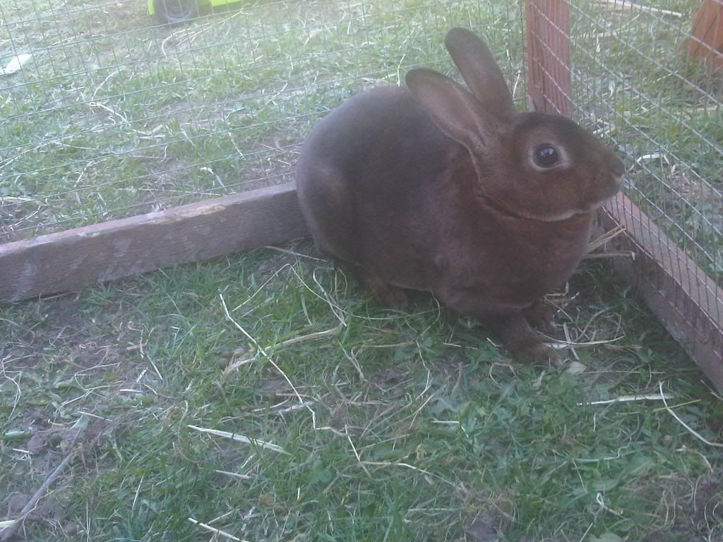 IMG01038-20110408-1743.jpg