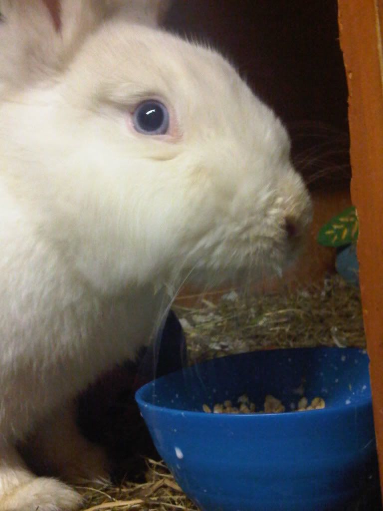 IMG01280-20110415-2111.jpg