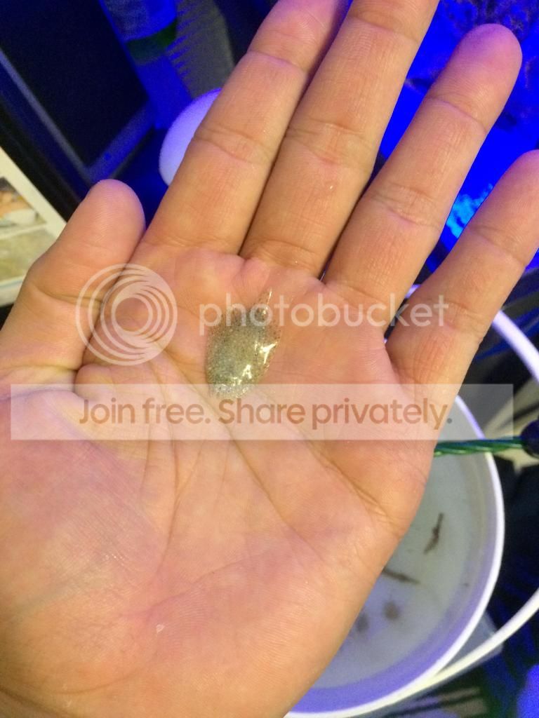 Baby Flounder Fish