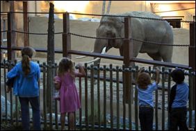 Zoo Found Guilty of Elephant Abuse