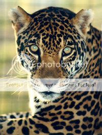 Jaguars Awarded Critical Habitat