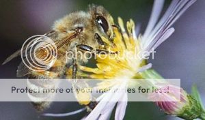 Helping Honeybees Benefits Your Garden