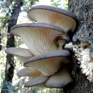 How Fungi Helps Ecological Stability