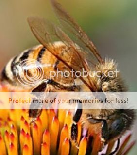 Pollinator Protection Act