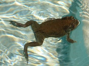 The Dangers of the Sonoran Desert Toad