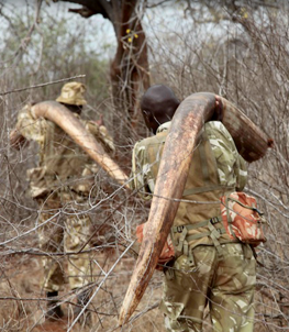 The Real Cost of Elephant Ivory