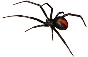 The Deadly Fangs of the Redback Spider