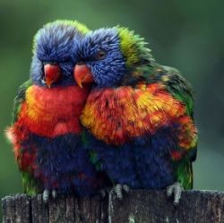 Science and Symbolism of Lovebirds