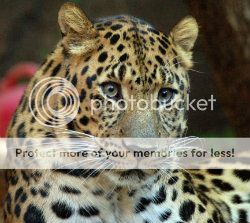 Endangered Amur Leopard Faces Extinction
