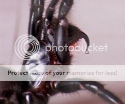 Tiny Menace of Australia, Sydney Funnel Web Spider