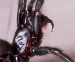 Tiny Menace of Australia, Sydney Funnel Web Spider