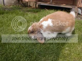 PudPud.jpg