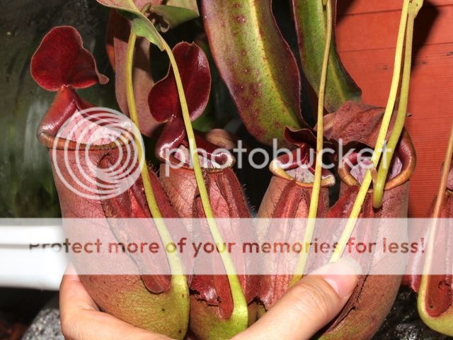 Nepenthes rowanae photos