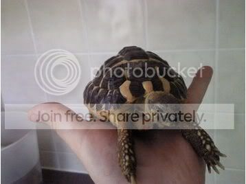 Has this tortoise got pyramidal shell growth? | Reptile Forums