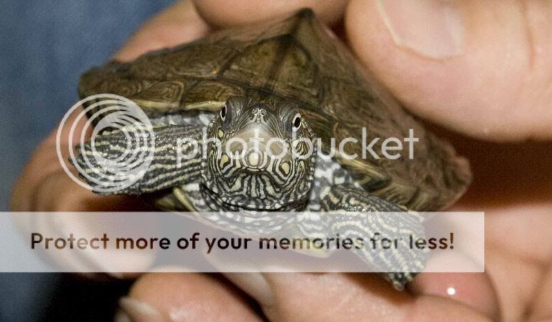 Turtle id required please. | Reptile Forums